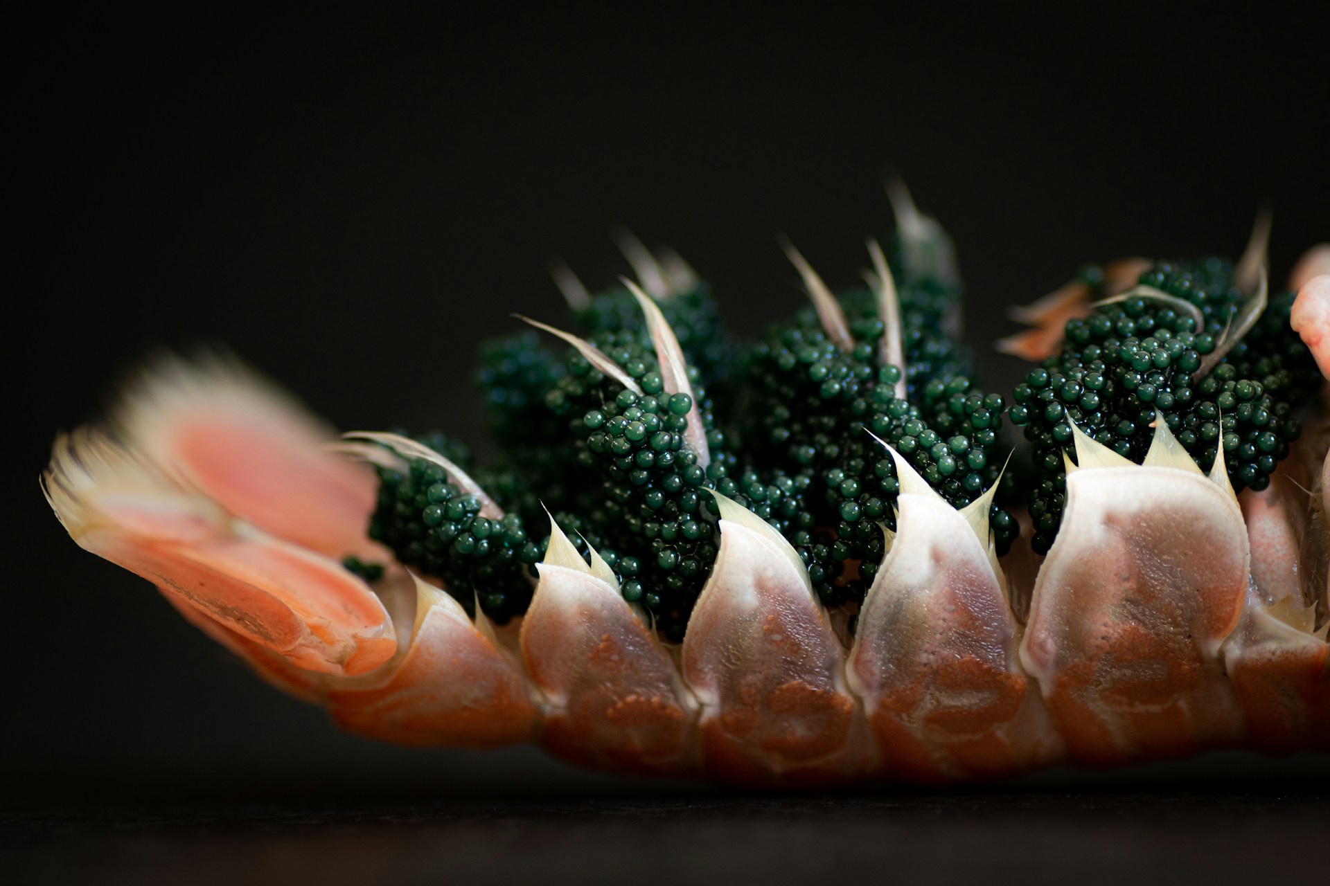 wholesale caviar in South Africa
